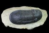 Paralejurus Trilobite - Morocco #171493-1